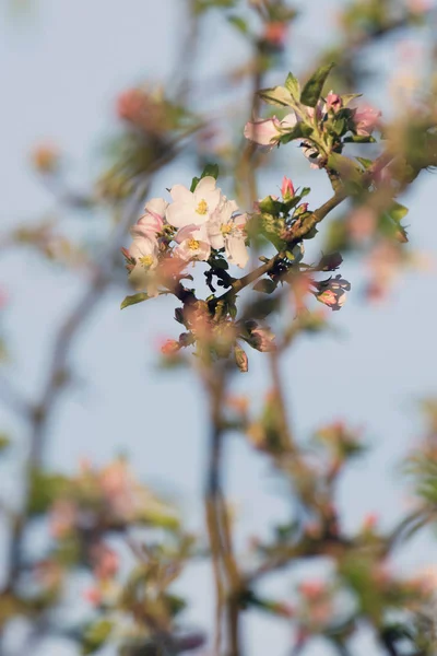 Hermoso manzano en flor —  Fotos de Stock