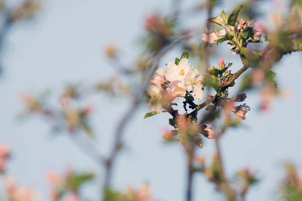 Hermoso manzano en flor —  Fotos de Stock