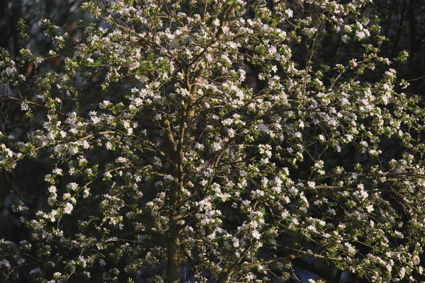 Çiçek çiçek açan ağaç — Stok fotoğraf