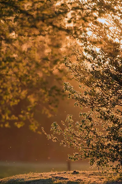 Taze bahar ağaçları — Stok fotoğraf