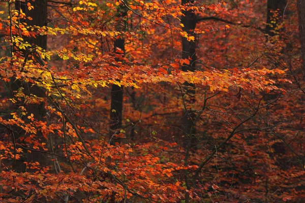 秋の森のオレンジ色の葉. — ストック写真