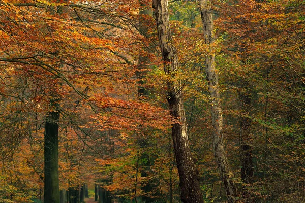 Hojas de color naranja en bosque de otoño . —  Fotos de Stock