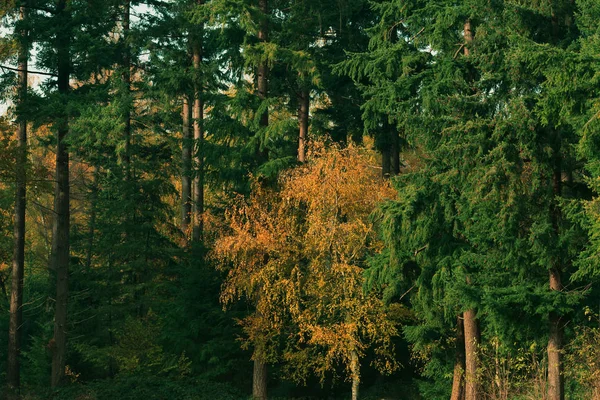 Yellow colored tree between pines in autumn. — Stock Photo, Image