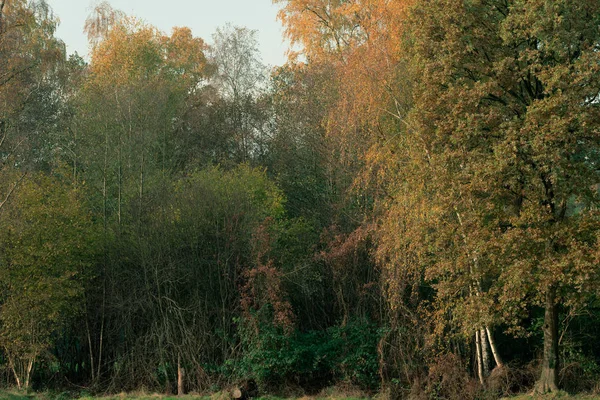 Edge of forest in autumn. — Stock Photo, Image