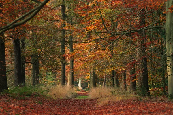 Waldweg mit orangefarbenen Blättern im Herbst. — Stockfoto