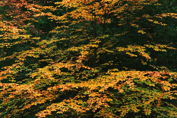 Yellow colored leaves in fall woods. — Stock Photo, Image