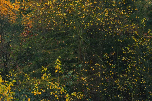 Yellow colored leaves in fall woods. — Stock Photo, Image