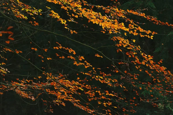 秋の森の黄色と橙色の葉. — ストック写真