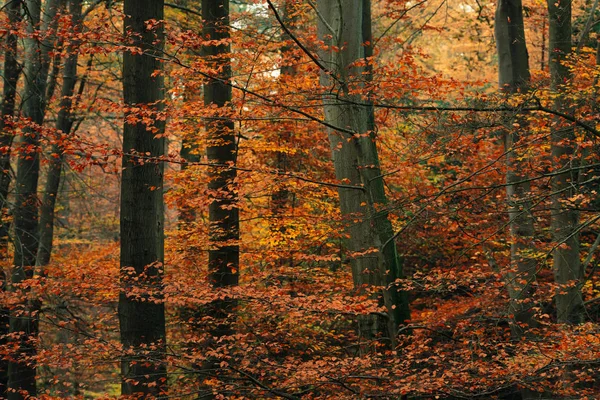 Orangefarbenes Herbstlaub im Wald. — Stockfoto