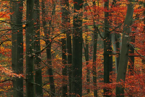 Fogliame autunnale arancione nella foresta . — Foto Stock