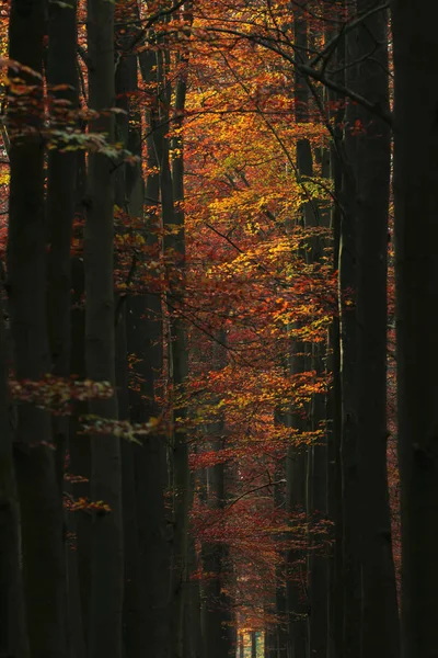 Ścieżka leśna z pomarańczowymi liśćmi jesieni. — Zdjęcie stockowe
