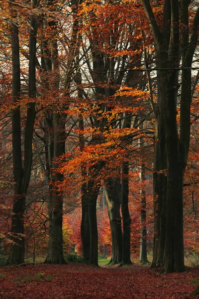 Red and orange colored leaves in autumn woods. — Stock Photo, Image