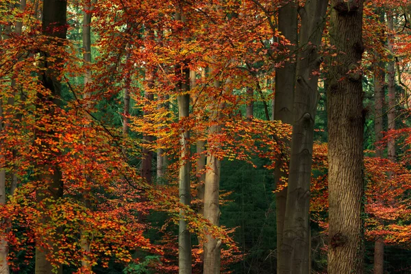 Red and orange colored leaves in autumn woods.