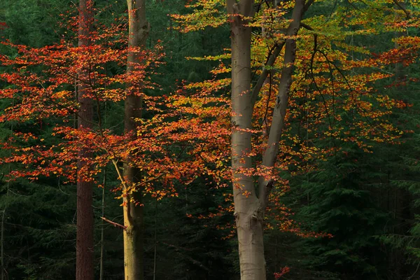 Rood en oranje gekleurde bladeren in de herfst bossen. — Stockfoto