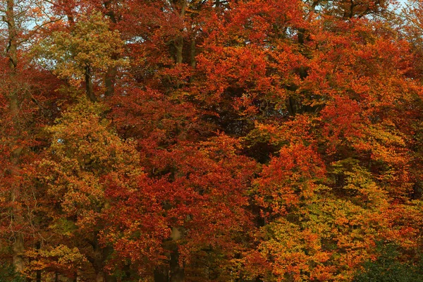 秋に赤やオレンジの葉. — ストック写真