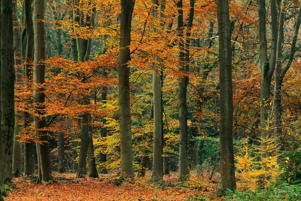 Oranges, gelbes und grünes Laub im Herbstwald. — Stockfoto