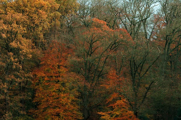 Δέντρα με πορτοκαλί και καφέ φύλλωμα το φθινόπωρο. — Φωτογραφία Αρχείου