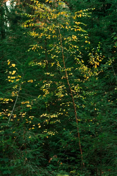 Tree with yellow leaves between pines in autumn. — Stock Photo, Image