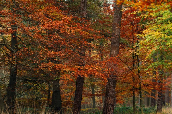 秋の森の黄色、オレンジ、赤の葉. — ストック写真