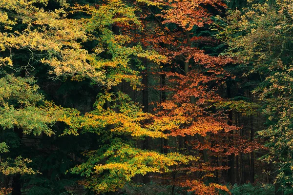秋の黄色、オレンジ、赤の葉. — ストック写真
