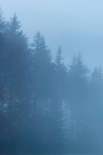 Silhuetter av tallar på dimmig morgon. — Stockfoto