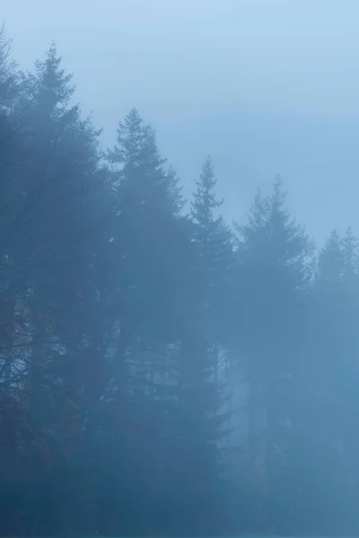 Silhouettes of pines on misty morning. — Stock Photo, Image