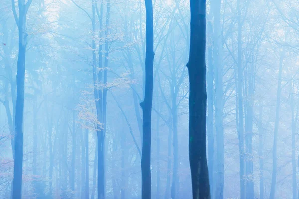 黄色の葉で霧の秋の森. — ストック写真