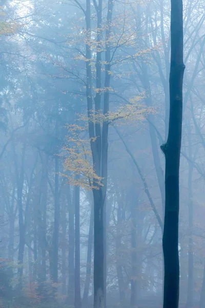 Sarı yapraklı sisli sonbahar ormanı. — Stok fotoğraf