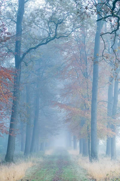 秋の朝の霧の森の道. — ストック写真