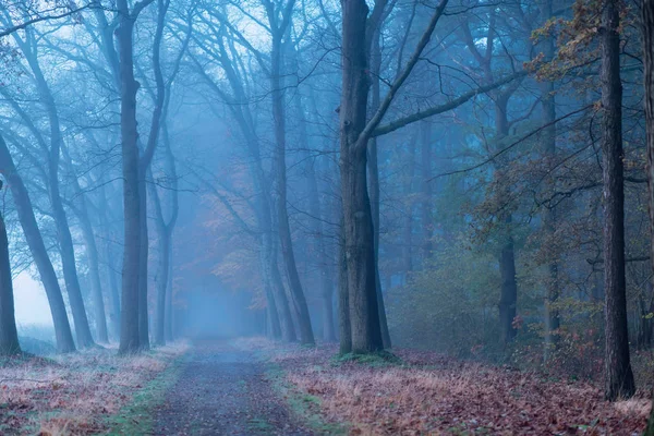 Path into misty forest in fall. — Stock Photo, Image