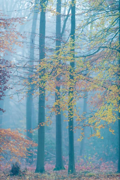 Misty atumn forest with yellow and orange foliage. — Stock Photo, Image