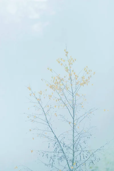 Träd med gula blad i dimma under hösten. — Stockfoto