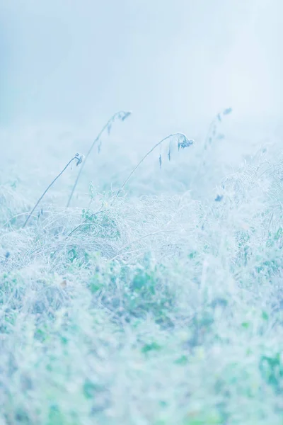 秋天，雾蒙蒙的草地上枯萎的向日葵. — 图库照片