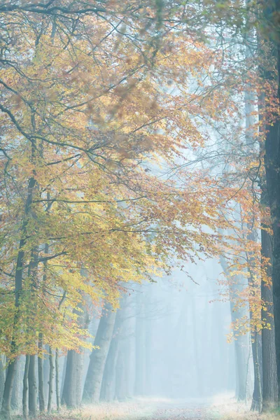 Misty forest path with yellow colored foliage in autumn.