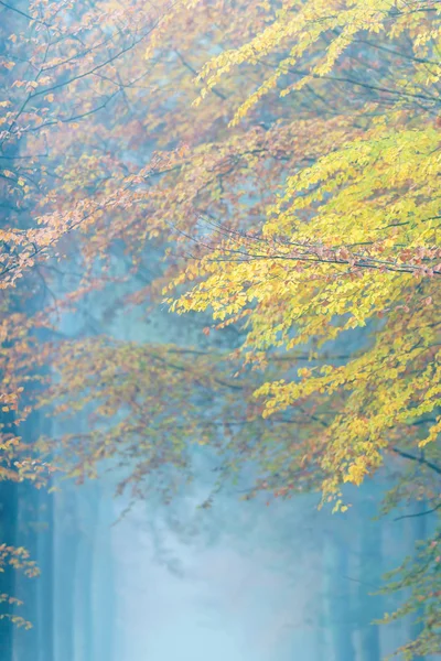 Floresta nebulosa com folhagem de cor amarela e laranja no outono . — Fotografia de Stock