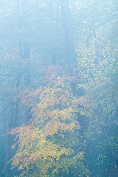 Floresta nebulosa com folhagem de cor amarela e laranja no outono . — Fotografia de Stock