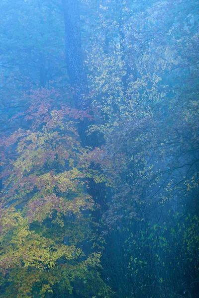 Foggy forest with yellow and orange colored foliage in fall. — Stock Photo, Image