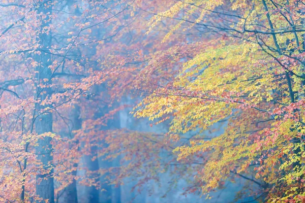 Misty δάσος με κίτρινο και πορτοκαλί χρώμα φύλλωμα το φθινόπωρο. — Φωτογραφία Αρχείου