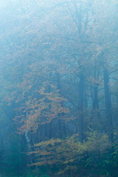 Bosque brumoso con follaje amarillo y naranja en otoño . —  Fotos de Stock