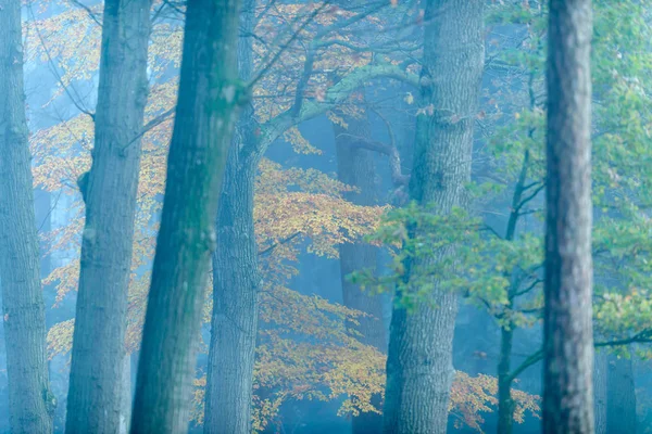 Mglisty las z żółtymi i pomarańczowymi liśćmi jesienią. — Zdjęcie stockowe