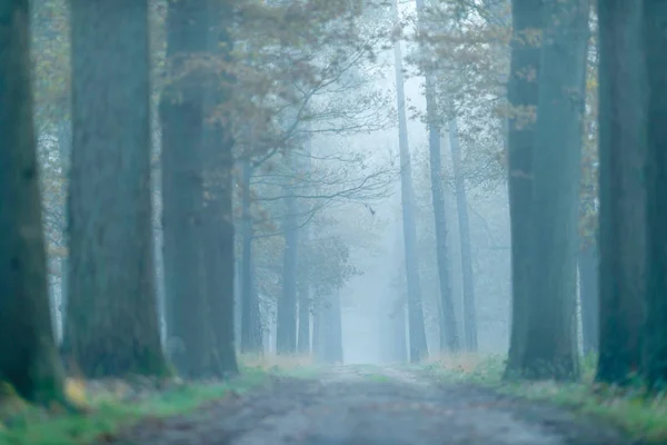 Strada sterrata nella foresta nebbiosa durante l'autunno . — Foto Stock