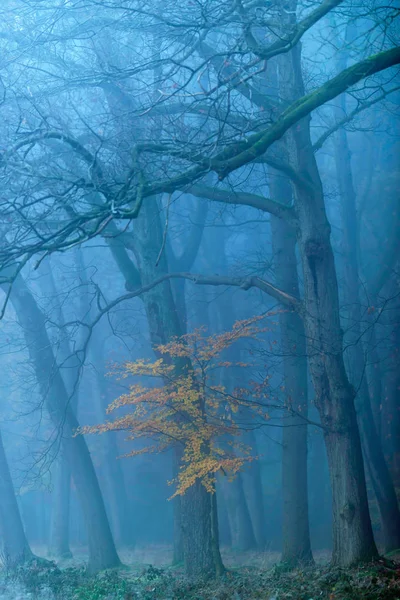 Floresta de outono nebulosa com folhagem colorida amarela . — Fotografia de Stock