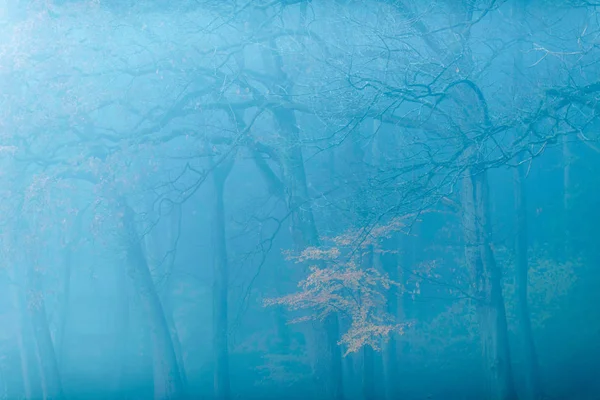 Foggy forêt d'automne avec feuillage de couleur jaune . — Photo