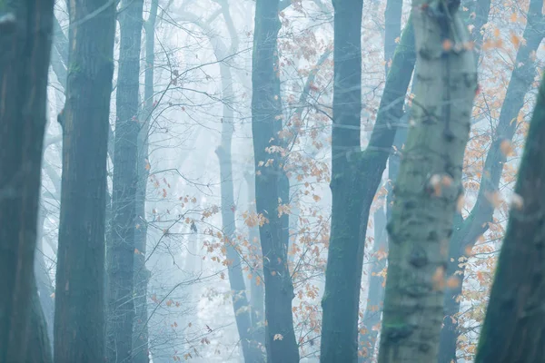 Kmeny se žlutými listy v mlze během podzimu. — Stock fotografie