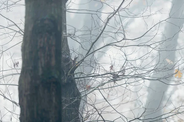 Koffertar och grenar med ekorre i dimma under hösten. — Stockfoto