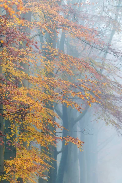 Stromy se žlutými listy v mlhavém podzimním lese. — Stock fotografie