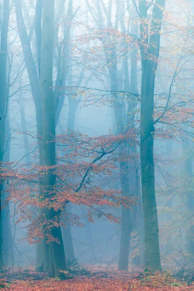 Stromy s oranžovými listy v mlhavém lese během podzimu. — Stock fotografie