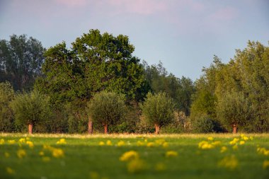 Baharın erken saatlerinde güneşli bir günde çayır ve ağaçlar.