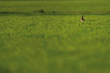 Baharın güneşli bir gününde çayırda kıvrıl..
