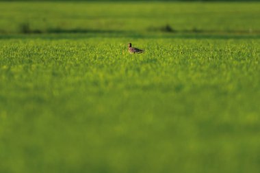 Baharın güneşli bir gününde çayırda kıvrıl..